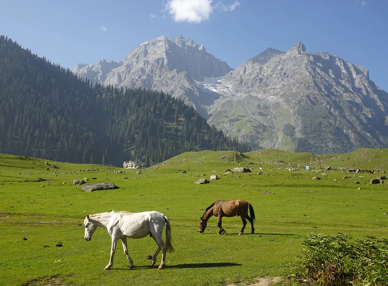 Sonamarg meadow